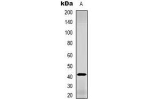 Western blot analysis of GDF3 expression in L929 (A) whole cell lysates. (GDF3 anticorps  (C-Term))