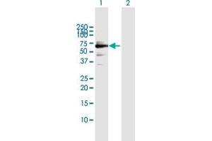 Western Blot analysis of SMARCB1 expression in transfected 293T cell line by SMARCB1 MaxPab polyclonal antibody. (SMARCB1 anticorps  (AA 1-385))