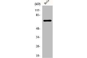 Western Blot analysis of HeLa cells using DDX55 Polyclonal Antibody (DDX55 anticorps  (Internal Region))