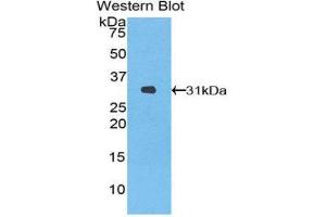 Western Blotting (WB) image for anti-Heme Oxygenase (Decycling) 2 (HMOX2) (AA 71-306) antibody (ABIN1859186) (HMOX2 anticorps  (AA 71-306))