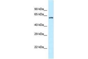 Image no. 1 for anti-Zinc Finger CCCH-Type Containing 12A (ZC3H12A) (AA 320-369) antibody (ABIN6747796)