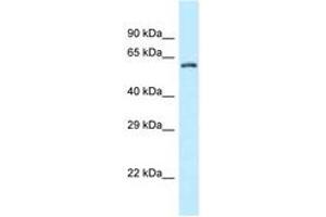Image no. 1 for anti-Zinc Finger CCCH-Type Containing 12A (ZC3H12A) (AA 320-369) antibody (ABIN6747796) (ZC3H12A anticorps  (AA 320-369))