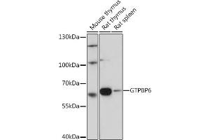 Western blot analysis of extracts of various cell lines, using GTPBP6 Rabbit pAb (ABIN7267524) at 1:1000 dilution. (GTPBP6 anticorps)