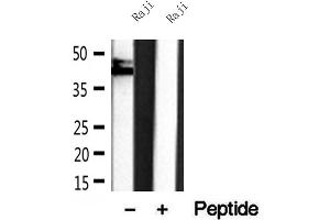 Western blot analysis of extracts of Raji cells, using SHARPIN antibody.