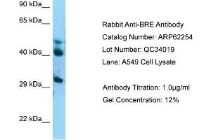 Western Blotting (WB) image for anti-Brain and Reproductive Organ-Expressed (TNFRSF1A Modulator) (BRE) (C-Term) antibody (ABIN2789082) (BRE anticorps  (C-Term))