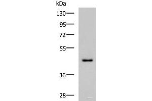 Western blot analysis of TM4 cell lysate using WDR4 Polyclonal Antibody at dilution of 1:700 (WDR4 anticorps)