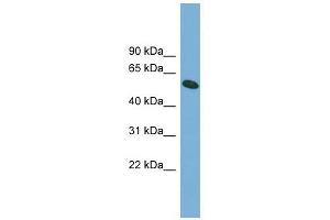 OMA1 antibody used at 1 ug/ml to detect target protein. (OMA1 anticorps)