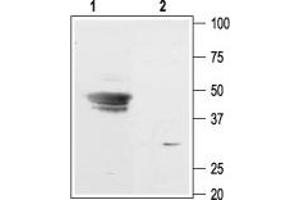 Potassium Inwardly-Rectifying Channel, Subfamily J, Member 9 (KCNJ9) peptide
