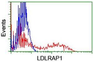HEK293T cells transfected with either RC206643 overexpress plasmid (Red) or empty vector control plasmid (Blue) were immunostained by anti-LDLRAP1 antibody (ABIN2455232), and then analyzed by flow cytometry. (LDLRAP1 anticorps)