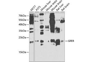 Western blot analysis of extracts of various cell lines, using GFER antibody (ABIN6132026, ABIN6141060, ABIN6141061 and ABIN6221123) at 1:1000 dilution. (GFER anticorps  (AA 81-205))