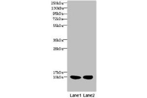 Western blot All lanes: RPS27antibody at 2. (RPS27 anticorps  (AA 1-84))