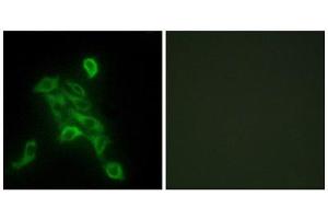 Immunofluorescence (IF) image for anti-Cytochrome C Oxidase Subunit VIc (COX6C) (Internal Region) antibody (ABIN1850329) (COX6C anticorps  (Internal Region))