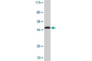 Western Blot detection against Immunogen (49.