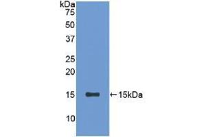Western blot analysis of recombinant Rat SFRP5. (SFRP5 anticorps  (AA 45-162))