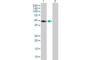 Western Blot analysis of TUFT1 expression in transfected 293T cell line by TUFT1 MaxPab polyclonal antibody. (TUFT1 anticorps  (AA 1-390))