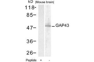 Western blot analysis of extracts from mouse brain tissue using GAP43(Ab-41) Antibody and the same antibody preincubated with blocking peptide. (GAP43 anticorps)