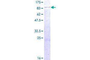 Image no. 1 for RUN and FYVE Domain Containing 1 (RUFY1) (AA 1-600) protein (GST tag) (ABIN1318979)