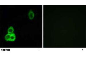 Immunofluorescence analysis of MCF-7 cells, using CELSR1 polyclonal antibody .