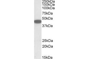 ABIN571157 (1µg/ml) staining of HEK293 lysate (35µg protein in RIPA buffer). (CXCR6 anticorps  (C-Term))