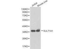 Western Blotting (WB) image for anti-Sulfotransferase Family, Cytosolic, 1A, Phenol-Preferring, Member 1 (SULT1A1) antibody (ABIN1874991) (SULT1A1 anticorps)