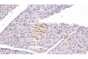 Detection of CLU in Rabbit Pancreas Tissue using Monoclonal Antibody to Clusterin (CLU) (Clusterin anticorps  (AA 226-447))