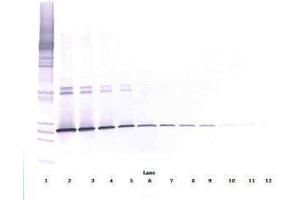 Image no. 3 for anti-Interleukin 5 (IL5) antibody (ABIN465636) (IL-5 anticorps)