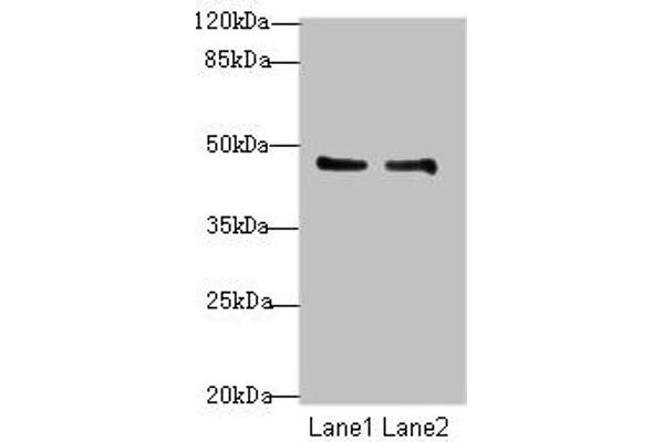 GPR34 anticorps  (AA 1-61)