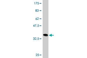 Western Blot detection against Immunogen (35. (Double-stranded RNA-binding protein Staufen homolog 2 (STAU2) (AA 2-90) anticorps)