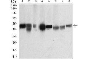 Western blot analysis using TUBB1 mouse mAb against K562 (1), HepG2 (2), A431 (3), Jurkat (4), Hela (5), NIH/3T3 (6), Cos7 (7) and PC12 (8) cell lysate.