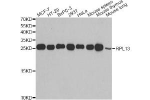 Western blot analysis of extracts of various cell lines, using RPL13 antibody (ABIN2559760) at 1:1000 dilution. (RPL13 anticorps)