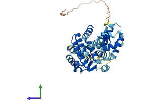 AlphaFold protein structure predicition of Human Recombinant RFC4 Protein, UniprotID P35249