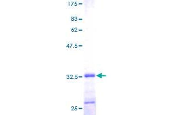 FXYD2 Protein (AA 1-64) (GST tag)