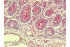 Anti-SLC35D3 / FRCL1 antibody IHC staining of human small intestine. (SLC35D3 anticorps  (C-Term))