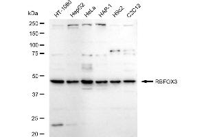 Western blotting analysis using RBFOX3 antibody (ABIN7800258).