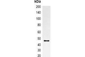 anti-mOrange Fluorescent Protein antibody