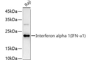 Western blot analysis of extracts of Raji cells, using Interferon alpha 1 (IFN-α1) antibody (ABIN3020880, ABIN3020881, ABIN3020882 and ABIN6213772) at 1:1000 dilution. (IFNA1 anticorps  (AA 25-155))