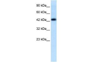 WB Suggested Anti-ENO1 Antibody Titration:  0. (Anti-MBP-1 (Middle Region) anticorps)