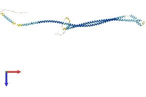 AlphaFold protein structure predicition of Mouse Recombinant Plvap Protein, UniprotID Q91VC4