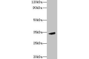 Western blot All lanes: MPPED2 antibody at 6 μg/mL + Mouse brain tissue Secondary Goat polyclonal to rabbit IgG at 1/10000 dilution Predicted band size: 34, 32 kDa Observed band size: 34 kDa (MPPED2 anticorps  (AA 1-294))