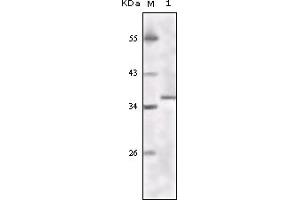 Western Blotting (WB) image for anti-K(lysine) Acetyltransferase 8 (KAT8) (truncated) antibody (ABIN2464086) (MYST1 anticorps  (truncated))