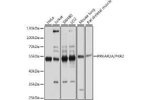 Western blot analysis of extracts of various cell lines, using PKA RIIα (PRKA)/PKR2 antibody (ABIN1513416, ABIN3022083, ABIN3022084 and ABIN5663933) at 1:1000 dilution. (PRKAR2A anticorps  (AA 1-404))