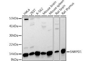 Western blot analysis of extracts of various cell lines, using SNRPD1 antibody (ABIN7270363) at 1:1000 dilution. (SNRPD1 anticorps  (AA 1-100))