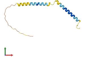 AlphaFold protein structure predicition of Human Recombinant TCEAL9 Protein, UniprotID Q9UHQ7