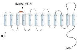 Representative domain view of the target of ABIN7885419.