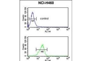 PITX1 Antibody (Center) (ABIN391506 and ABIN2841469) flow cytometric analysis of NCI- cells (bottom histogram) compared to a negative control cell (top histogram). (PITX1 anticorps  (AA 123-150))