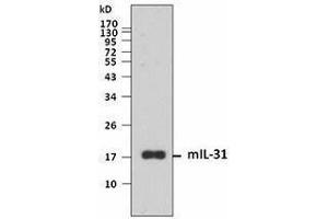 Western Blotting (WB) image for anti-Interleukin 31 (IL31) antibody (ABIN2665157) (IL-31 anticorps)