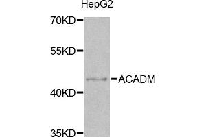Western blot analysis of extracts of HepG2 cells, using ACADM antibody (ABIN5970961) at 1/1000 dilution. (Medium-Chain Specific Acyl-CoA Dehydrogenase, Mitochondrial anticorps)