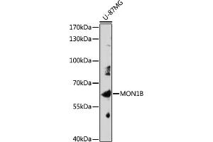 Western blot analysis of extracts of U-87MG cells, using MON1B antibody (ABIN7268681) at 1:1000 dilution. (MON1B anticorps  (AA 481-547))