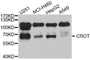 Western Blotting (WB) image for anti-Carnitine O-Octanoyltransferase (CROT) (AA 1-87) antibody (ABIN1679365) (CROT anticorps  (AA 1-87))