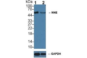 Knockout Varification: ;Lane 1: Wild-type MCF7 cell lysate; ;Lane 2: NNE knockout MCF7 cell lysate; ;Predicted MW: 36,47kDa ;Observed MW: 50kDa;Primary Ab: 1µg/ml Rabbit Anti-Mouse NNE Antibody;Second Ab: 0.